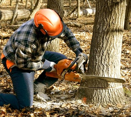 Tree Removal in Huffman, TX